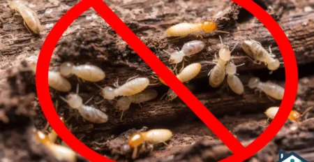 شركة مكافحة النمل الابيض بالخبر – الافضل دوما علي مدار 20 عام