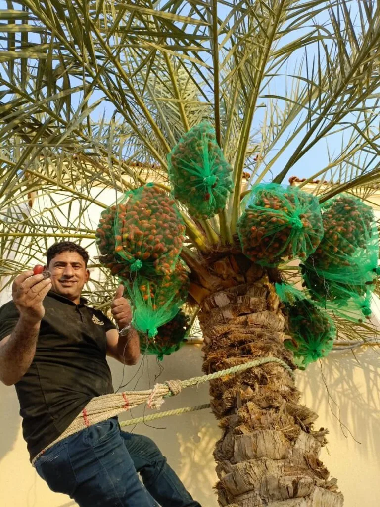 تكريب النخيل بجدة