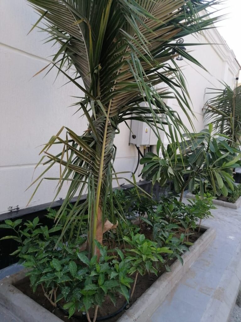 زراعية النخيل بجدة