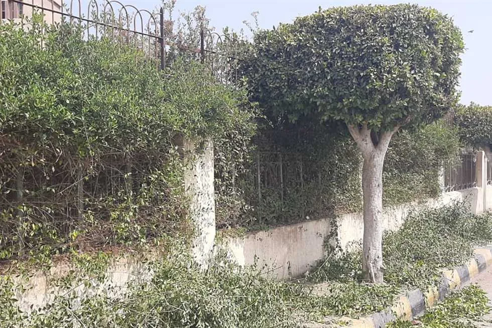 قص اشجار برابغ