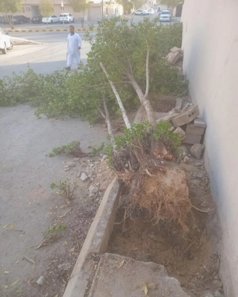 تقليم الاشجار بجدة