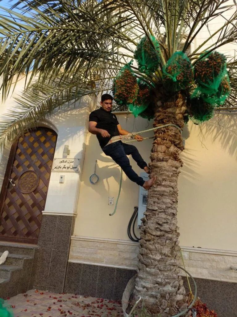 تقليم النخيل بجدة
