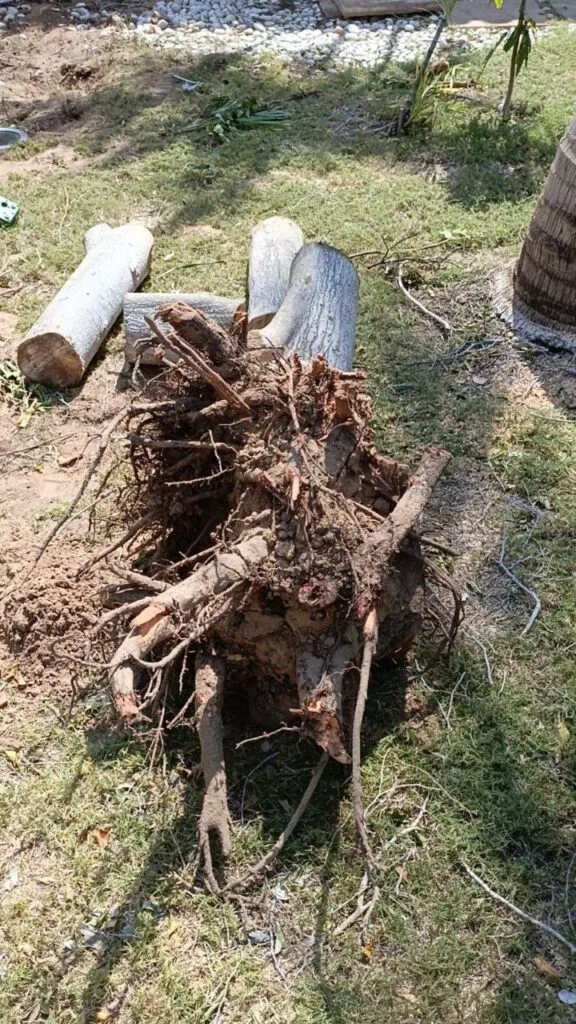 شركة تكريب النخيل بجدة
