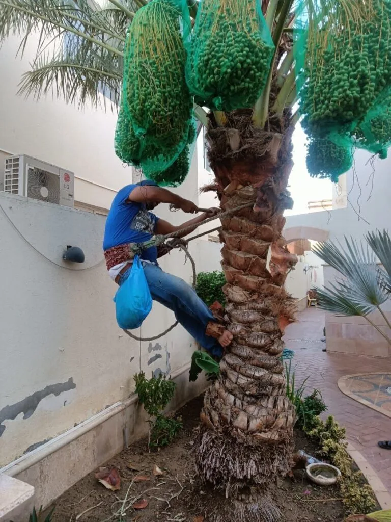 شركة تقليم النخيل بجدة
