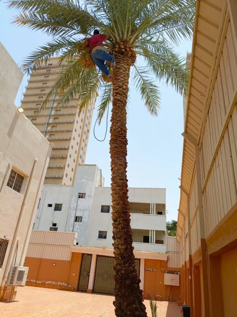 شركة تقليم النخيل بجدة