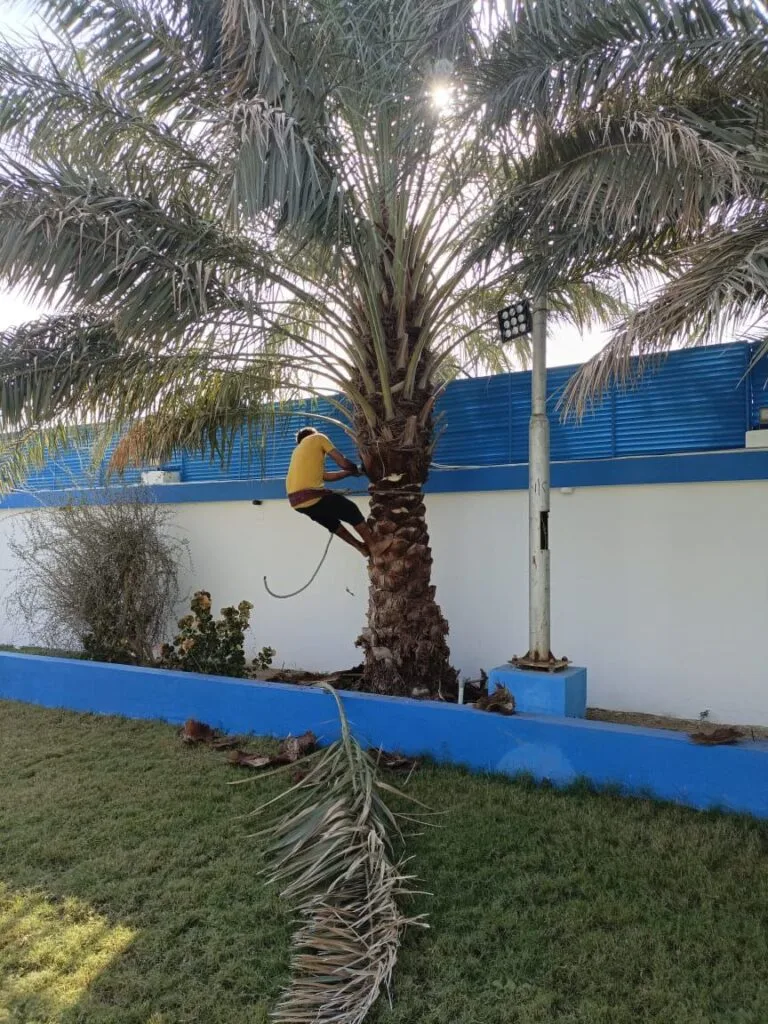 شركة تقليم النخيل بجدة