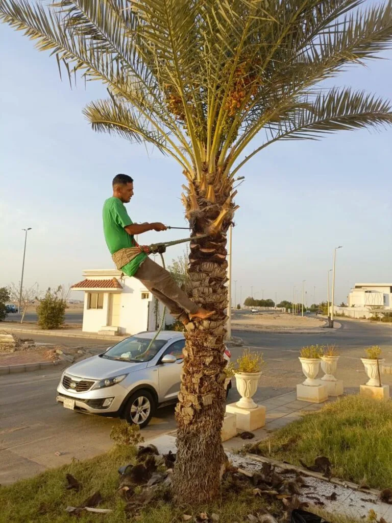 تقليم النخيل بجدة