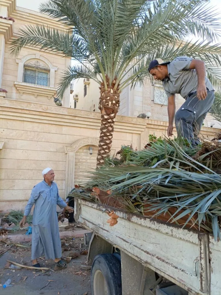 شركة تقليم النخيل بجدة