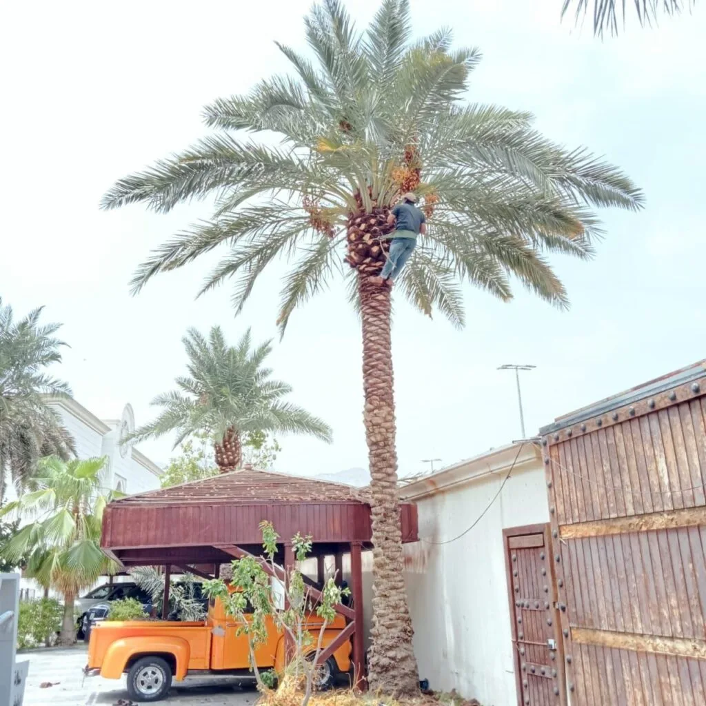 قص اشجار بجدة