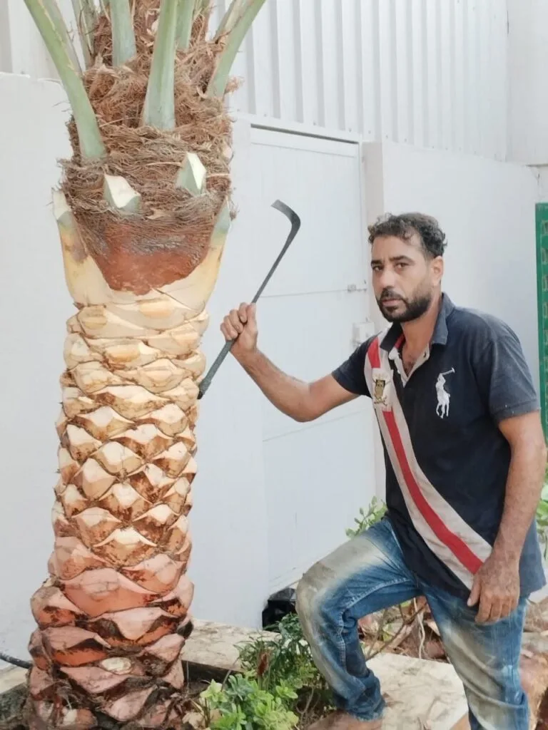 قص الاشجار