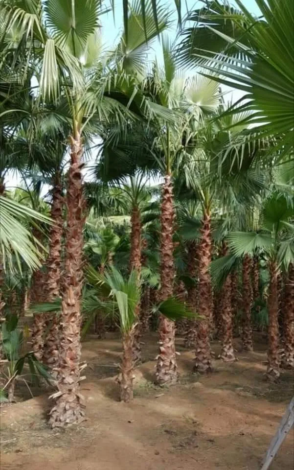 شركة ازالة الاشجار بعسير