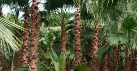 شركة تكريب النخيل بالافلاج للايجار 01126170341