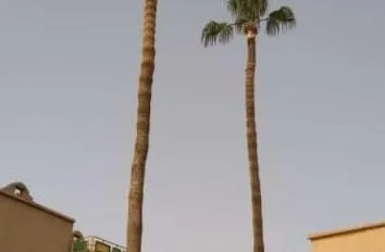 شركة تكريب النخيل بالقطيف للايجار 01126170341