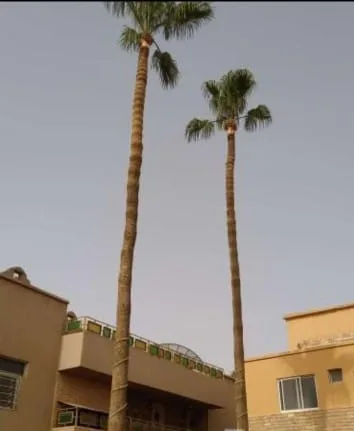 تقليم النخيل بالقطيف