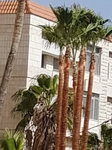 شركة تكريب نخيل بمكة