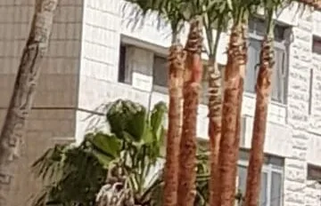 شركة تكريب النخيل بمحايل عسير للايجار 01126170341