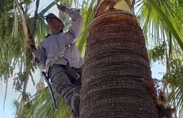 تقليم النخيل بالرياض للايجار 01032650790