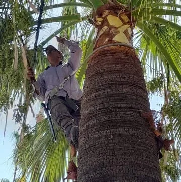 قص وتقليم الاشجار والنخيل بجدة