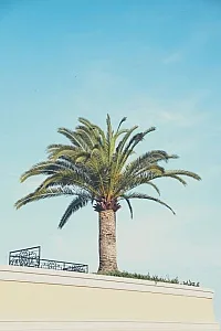 قص وتقليم الاشجار والنخيل بجدة