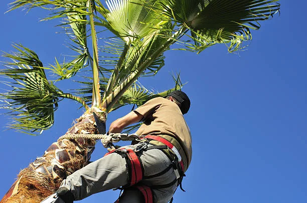 تقليم النخيل بالقطيف