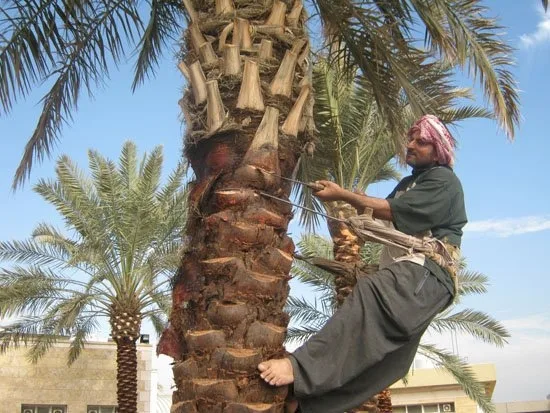 شركة تكريب النخيل بالقطيف