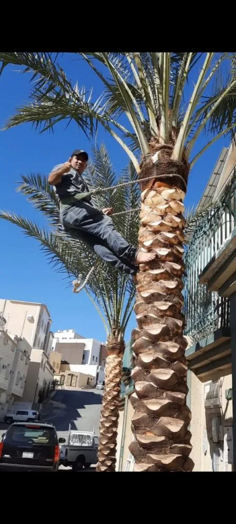 تقليم النخيل بجدة