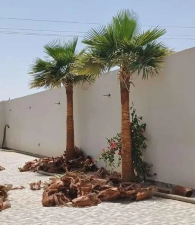 شركة تكريب النخيل بالقطيف
