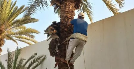 تقليم النخيل بجازان للايجار 01032650790