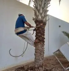 تقليم النخيل ببيشة للايجار 01032650790