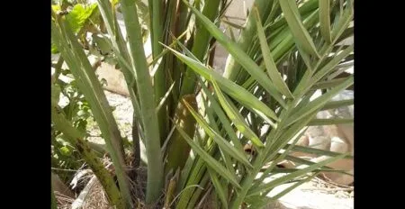تكريب نخيل بالجبيل للايجار 01032650790