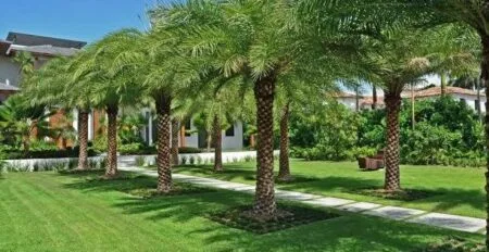 قص وتقليم الاشجار والنخيل بالخبر للايجار 01032650790