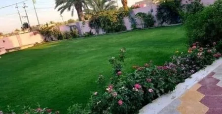 قص وتقليم الاشجار والنخيل بحائل للايجار 01032650790