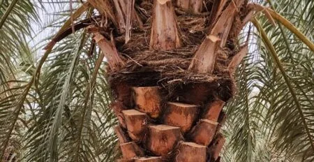 تقليم النخيل بالقطيف للايجار 01032650790