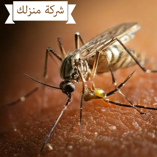 أضرار البعوض والأمراض التي يتسبب بها